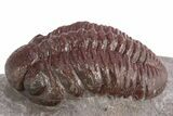 Red Morocops Trilobite - Hmar Laghdad, Morocco #311192-2